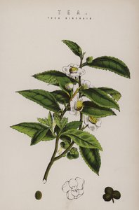 Çay bitkisi by English School