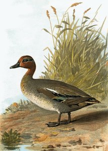 deniz mavisi by English School