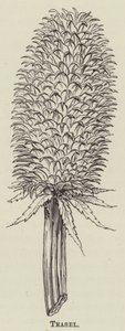Teasel (gravür) by English School