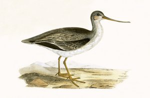 Terek Godwit, Charles Robert Bree (1811-86) tarafından 