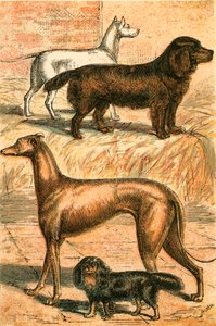 Teriyer, Spaniel, Greyhound ve Kral Charles Spaniel by English School