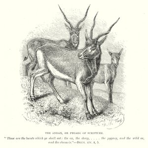 Addax ya da Kutsal Yazıların Pygarg