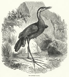 Afrika Jacana