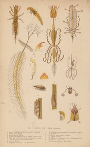 Kızılağaç Sineği, Sialis lutarius (litho) by English School