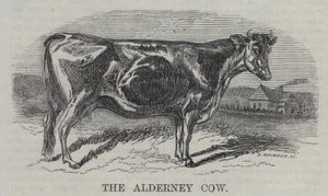Alderney İneği (gravür) by English School