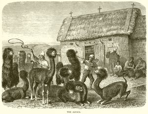 Alpaka by English School
