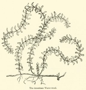 Amerikan Su otu (gravür) by English School