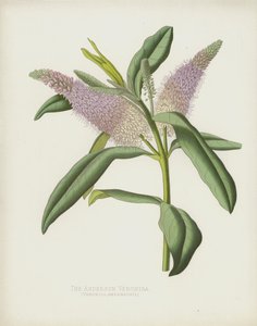 Anderson Veronica, Veronica Andersonii by English School