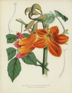 Çan Çiçekli Spathodea, Spathodea Campanulata by English School