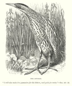 The Bittern (gravür) by English School