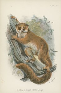 Kara Kulaklı Fare-Lemur by English School