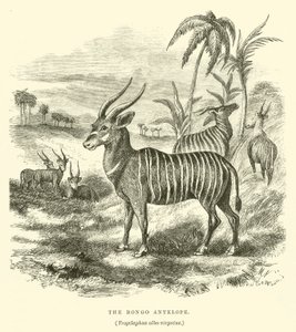 Bongo Antilopu, Trogelaphus albo-virgatus (gravür) by English School