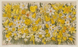 The Boy's Own Nergis Bahçesi (renkli litho) by English School