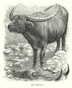 Bufalo (gravür) by English School