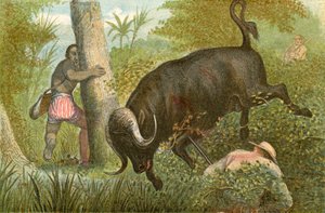 Bufalo - 