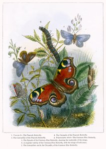 Kelebek Vivaryumu (renkli gravür) by English School
