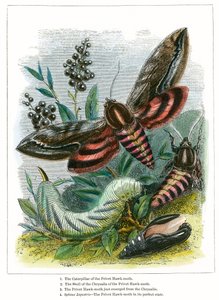 Kelebek Vivaryumu (renkli gravür) by English School