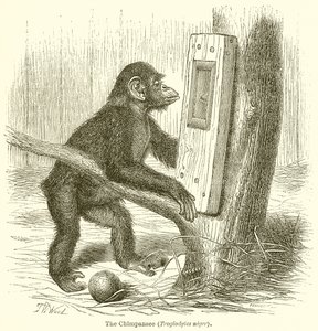 Şempanze (Troglodytes Niger) by English School