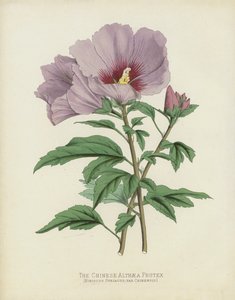 Çin Althaea Frutex, Hibiscus Suriyecus; var Chinensis by English School