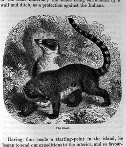 The Coati, Santo Domingo Past and Present by Samuel Hazard, pub. 1873 by English School