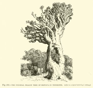 Teneriffe