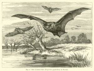 Sıradan Yarasa, Vespertilio pipistrellus, Uçuşta by English School