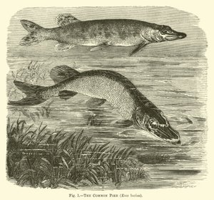 Ortak Turna, Esox lucius by English School