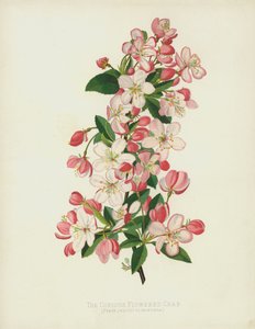 Bol Çiçekli Yengeç, Pyrus (Malus) Floribunda by English School