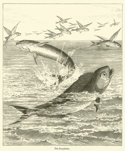 Coryphene (gravür) by English School