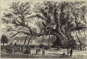 Cowthorpe Meşe by English School