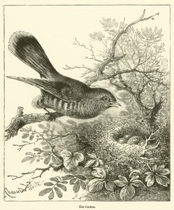 Guguk kuşu (gravür) by English School
