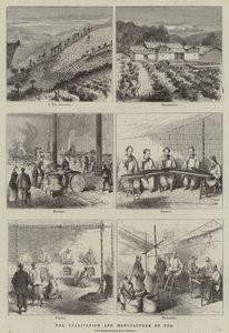 Çay Yetiştiriciliği ve İmalatı (gravür) by English School