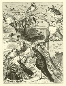 Cock Robin