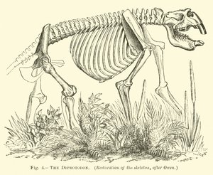 Diprotodon by English School