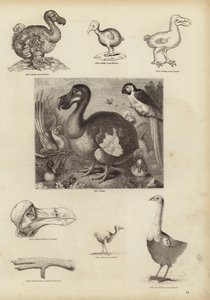 Dodo by English School