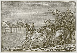 Köpek ve Kurt (gravür) by English School
