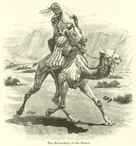 Çölün Dromedary