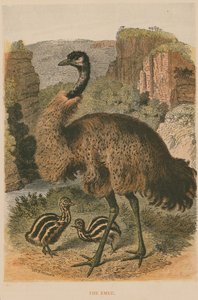 Emu by English School
