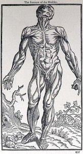The Prepart of the Muscles, John Banister (1540-1610) tarafından yayınlanan 