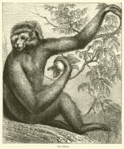 Gibbon (gravür) by English School