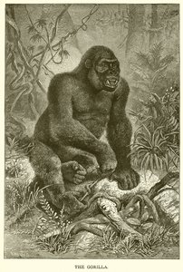 Goril by English School