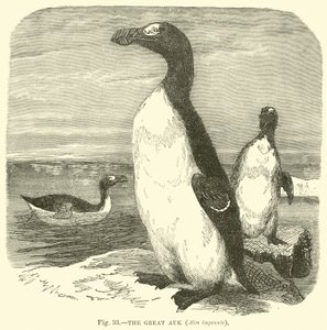 Büyük Auk, Alca impennis by English School