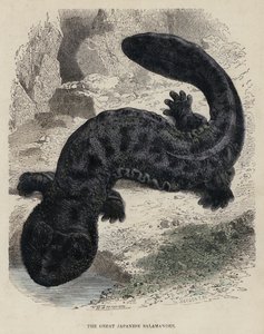 Büyük Japon Semenderi (renkli gravür) by English School