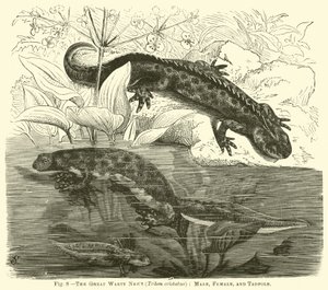 The Great Warty Newt (Triton cristatus), Erkek, Dişi ve Kurbağa Yavrusu by English School