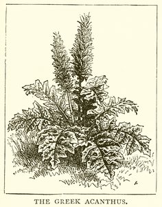 Yunan Acanthus by English School