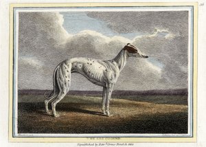 Tazı, bar. 1812 (el renkli gravür) by English School