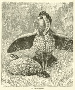 Boynuzlu Tragopan (gravür) by English School