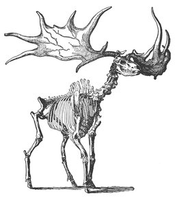 İrlandalı Elk (Megaceros Hibernicus) (gravür) by English School