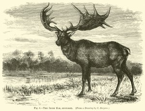 İrlanda Elk, restore by English School