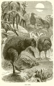 kivi by English School